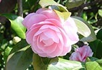 flower01.jpg